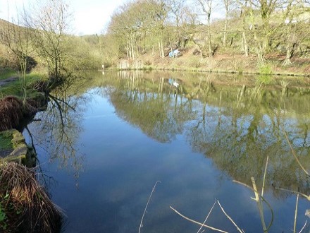 Husteads Dam is a mixed coarse fishery